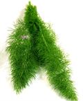 Foeniculum Vulgare